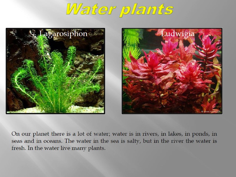 Water plants    Lagarosiphon Ludwigia On our planet there is a lot